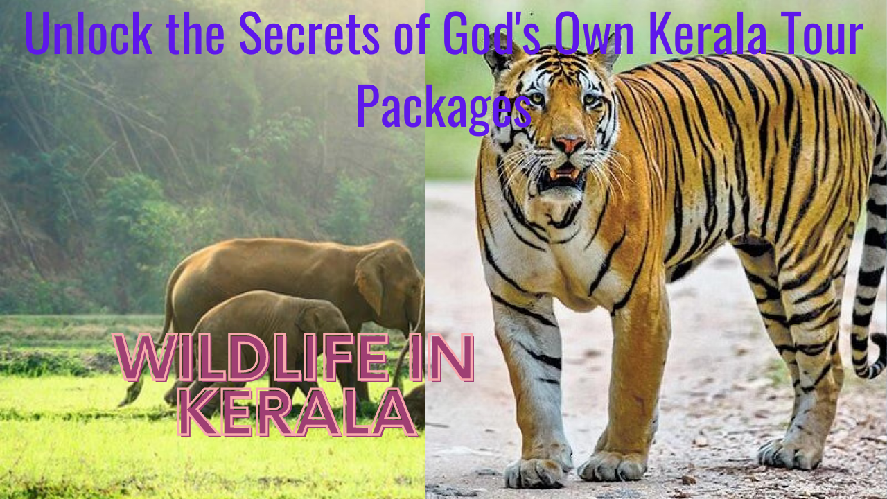 kerala tour packages from bangalore to Alleppey Munnar Thekkady 